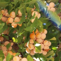 これから道でよく見かける銀杏が話題です