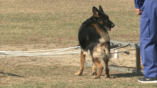 練習の成果を発揮できるかな?　新米犬が初参加、嘱託警察犬の競技会　岡山