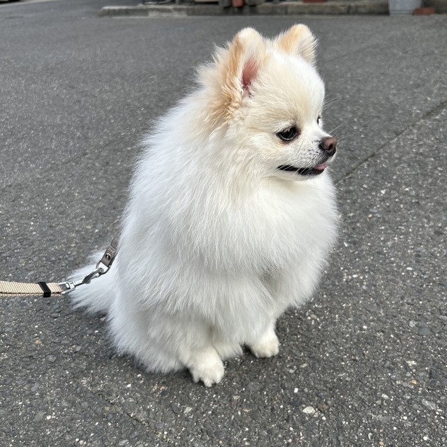 ワンちゃんを見かけるとご挨拶したくて「お座り」で待っている天くん（画像提供：ポメラニアンの天くん！）