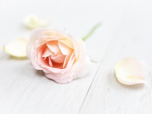 結婚式のスピーチで友から呼ばれた旧姓を文字ったあだ名に蘇る感情 