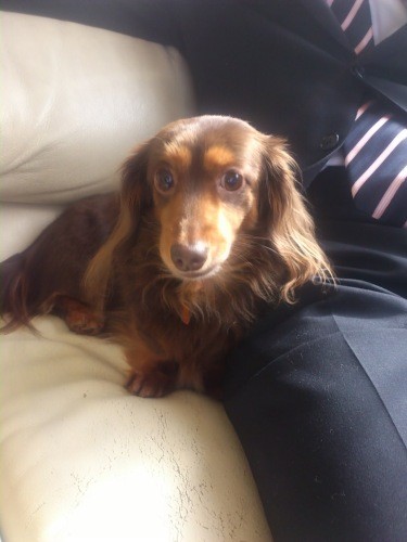 ソファではいつも誰かの隣にぴったりと寄り添っていた