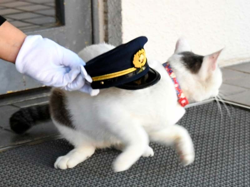 特製の制帽を置いて逃げ出すタマ警視