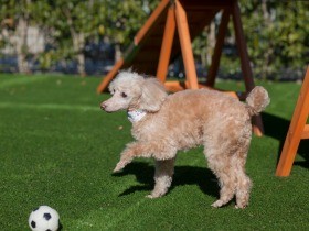 都会のオアシスで、愛犬や愛猫と極上ステイ　ホテル椿山荘東京