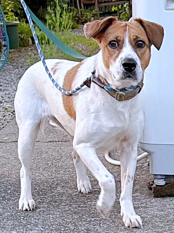 預かり開始時、家にやって来たパーティー信子ちゃん（画像提供：みのかささん）