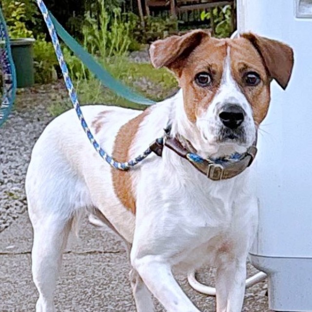 預かり開始時、家にやって来たパーティー信子ちゃん（画像提供：みのかささん）