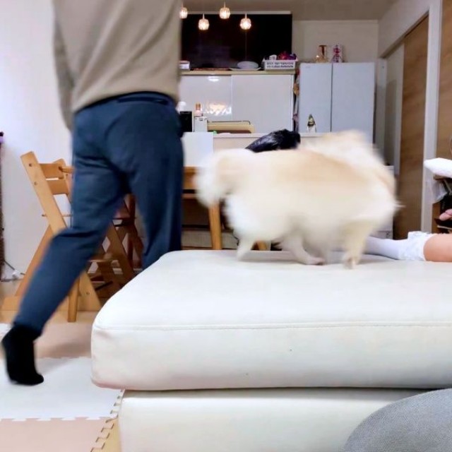 どんどんスピードを上げて回り続けるおーちゃん（画像提供：ポメラニアンのにんじゃ家さん）