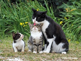 岩合さんの愛猫も登場！　日本各地の元気な猫たちの写真集「み～んな元気ネコ」