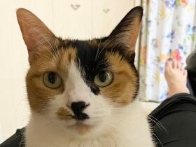 2021誇り高き猫で賞　三毛猫「ひまわり」