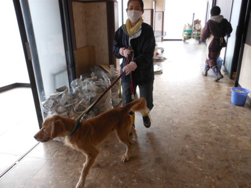 ボランティアさんが犬たちを外へ連れ出し、排泄やお散歩をさせる