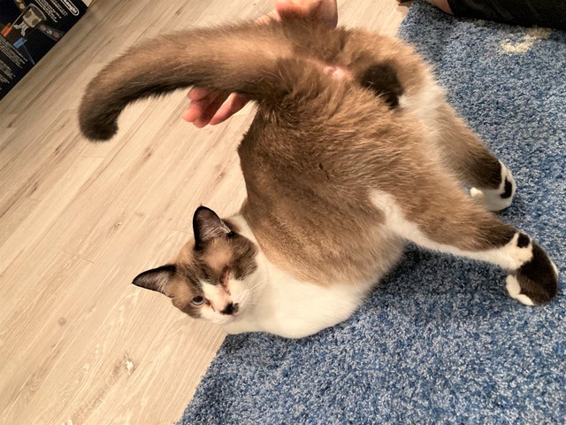 腰ぽんぽんが大好きで、時には一日中「やってほしいにゃ」とすることも