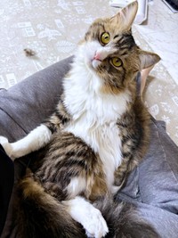 飼い主さんの膝上でくつろぐけだまちゃん（画像提供：けだまちゃんさん）