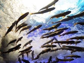 凍る水槽、まぼろしの魚……山の中にある「北の大地の水族館」