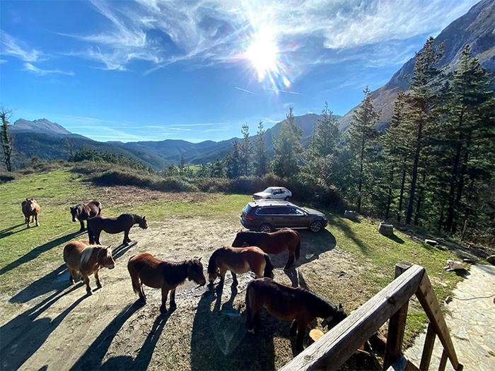 近所で放牧されている馬もよく遊びに来ます。前田さんも以前はレストランまで馬通勤でした。