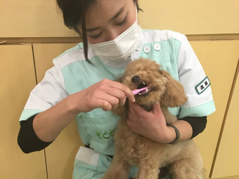 クッキーと歯磨きの実習を頑張る学生（波戸さん提供）