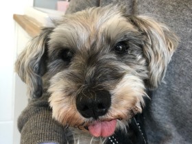 犬種や年齢は関係ない　預かりボランティア体験から見えた犬の魅力とは？