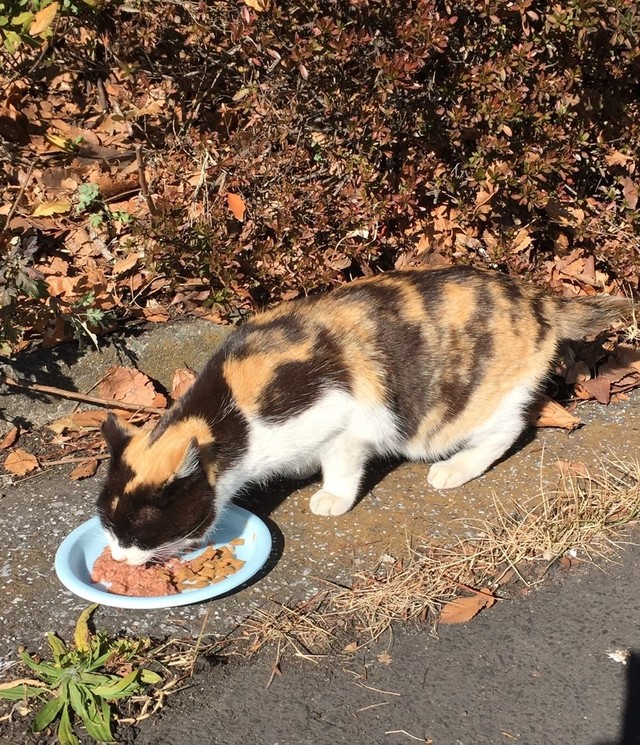 『ミケちゃん！』と呼ぶと足元まできてスリスリしてきてニャア！と鳴くかわいらしい猫ちゃんだった（Yurikoさん提供）