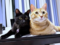 弟の黒猫・どん兵衛ちゃんと寄り添うおぬくん（画像提供：おぬどんさん）