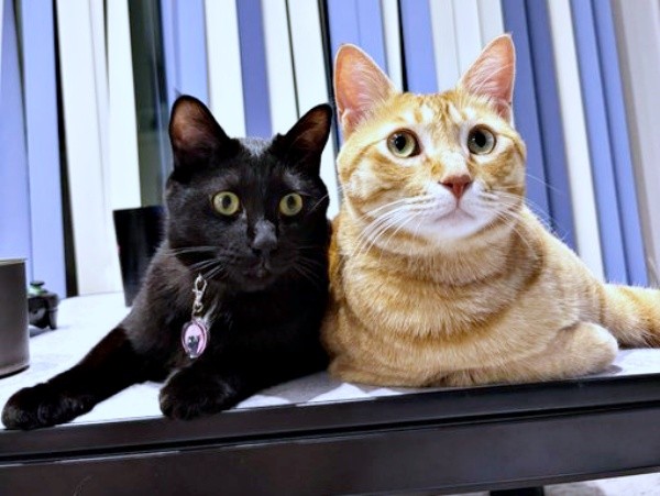 弟の黒猫・どん兵衛ちゃんと寄り添うおぬくん（画像提供：おぬどんさん）