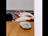 飼い主さんの友人の靴にすりすりするもち丸くん（画像提供：も＆もちもなさん）