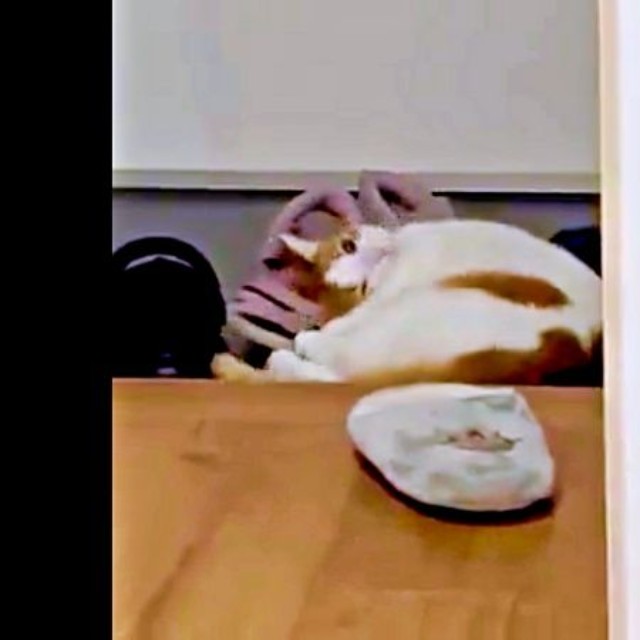 飼い主さんの友人の靴にすりすりするもち丸くん（画像提供：も＆もちもなさん）