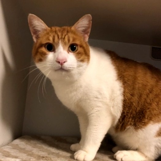 まん丸な顔がかわいい