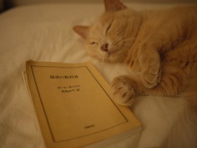 本当の飼い主は猫かも…「水丸さん」の里親になって感じたこと