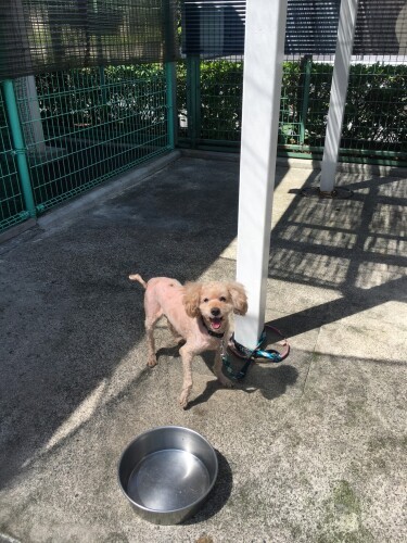 飼い主と離れ、東京都動物愛護センター（多摩支所）に収容されていたクルトン（かずきさん提供）