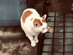 モノカキのゆり