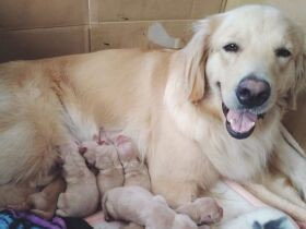 子だくさんのゴールデンレトリバー「シェリー」　海遊びが大好きなんだ！