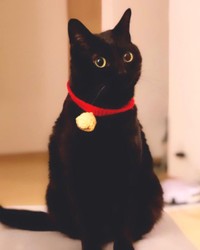 黒猫はなんでも似合う＝nkknrkさん提供