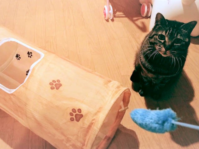 クリスマスに猫用トンネルをプレゼント 遊びに誘うも あれ そっち 犬 猫との幸せな暮らしのためのペット情報サイト Sippo