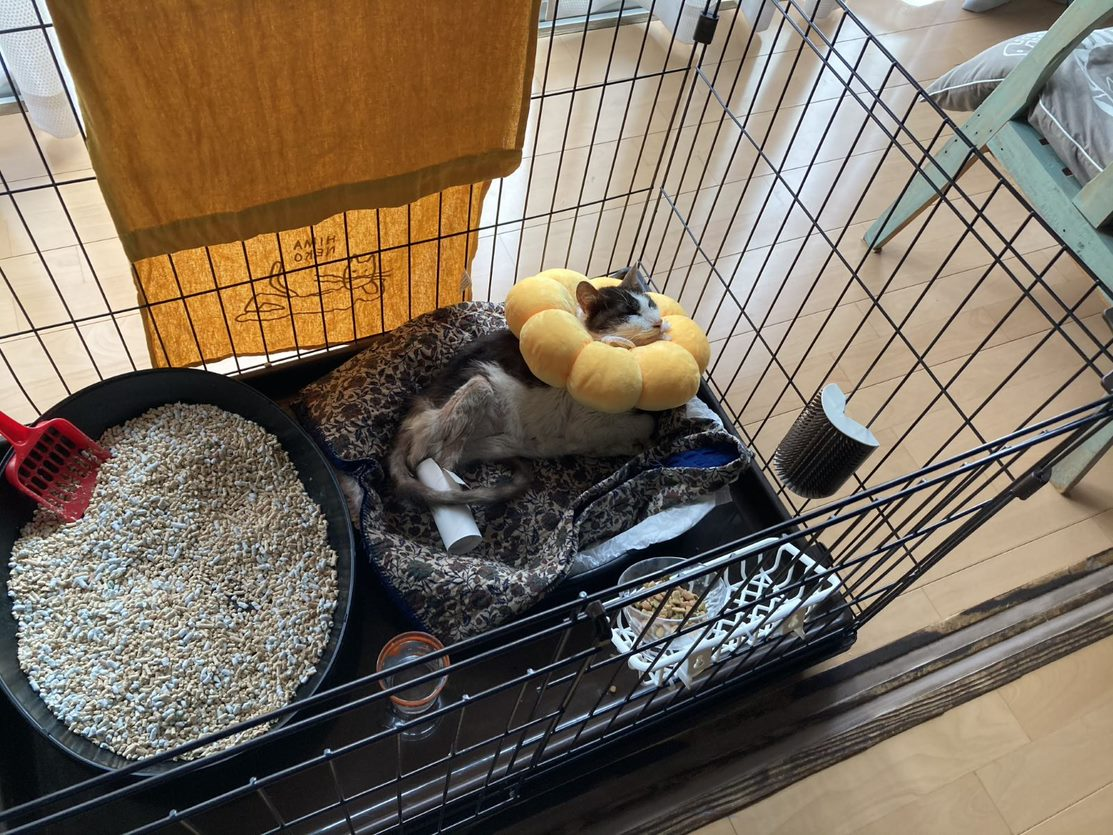 手厚い看病を受けながら、治療に励む日々