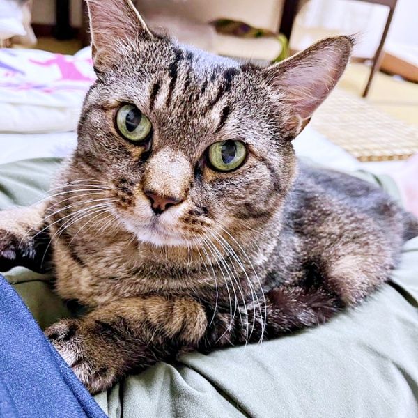 「猫の裏側」まめたろうくんの愛らしさに癒される