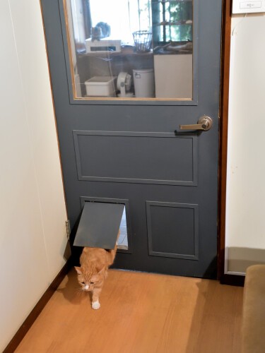 リビングと、玄関隣の小部屋を繋ぐ手作り猫ドア。猫たちは1階と2階をいつでも自由に行き来できる。