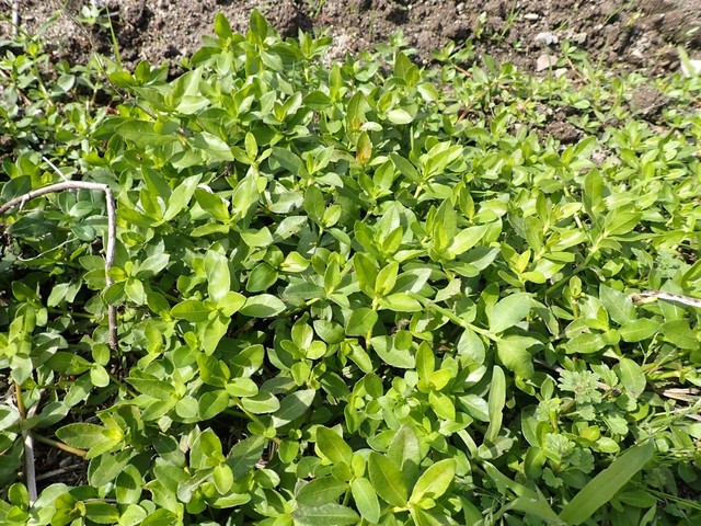 岡山県矢掛町の水田で特定外来生物・ナガエツルノゲイトウを確認　県が注意喚起