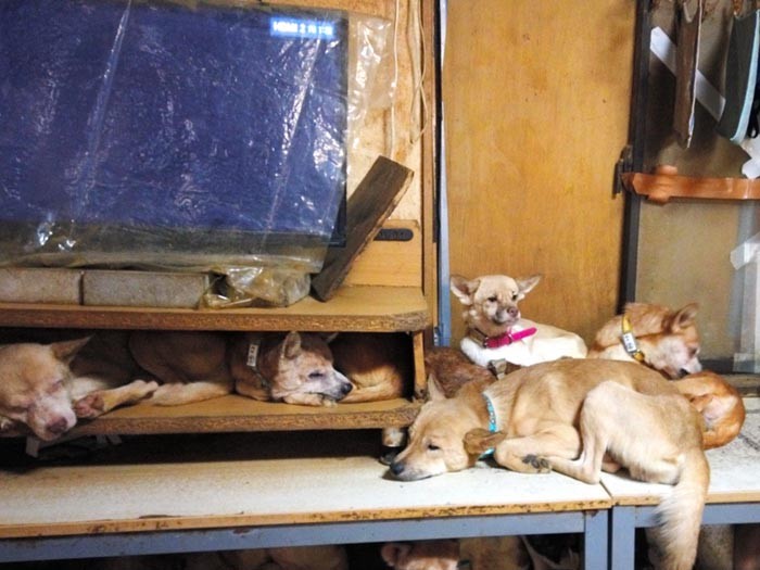 多頭飼育崩壊が起きている部屋の内部（どうぶつ基金提供）