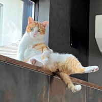 窓辺で日向ぼっこするぽーちゃん（画像提供：ぽーの呟き…ときどきテトさん）