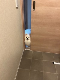 「中に入れて」と全身で訴えかけているよう（画像提供：ポメラニアンの天くん！ ※動画よりキャプチャ）