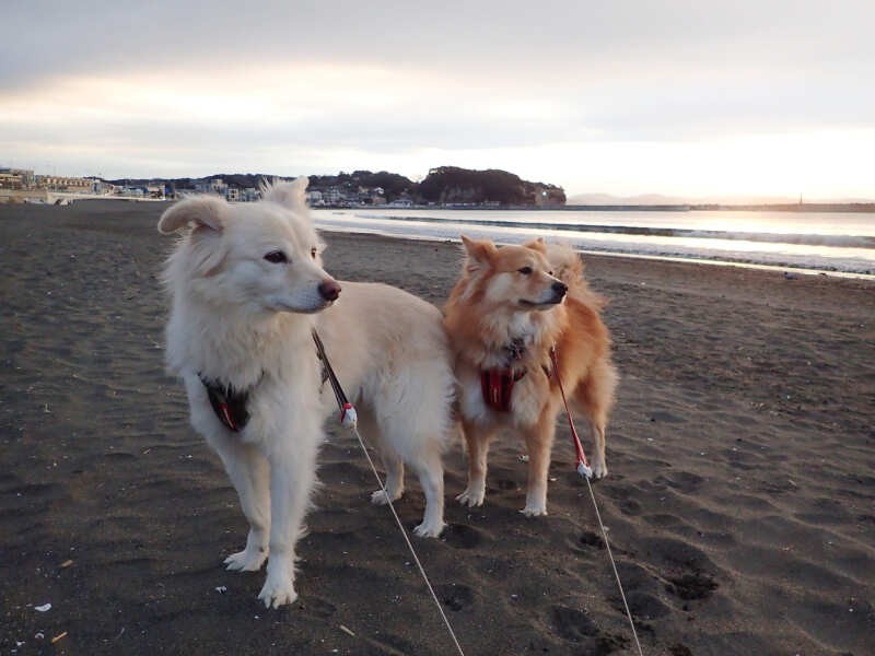 現在暮らす鎌倉市腰越の海岸にて