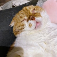 衝撃の寝顔！ 爆睡するぽんたくん（画像提供：ぽんた師匠さん）