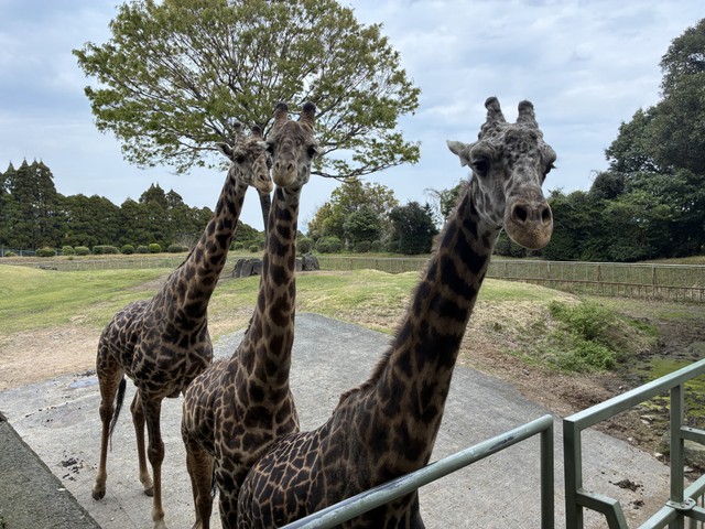 是非生で見てみたいものだ