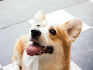 虐待で人間恐怖症だったペコ。私は勝手に親近感を覚えていた