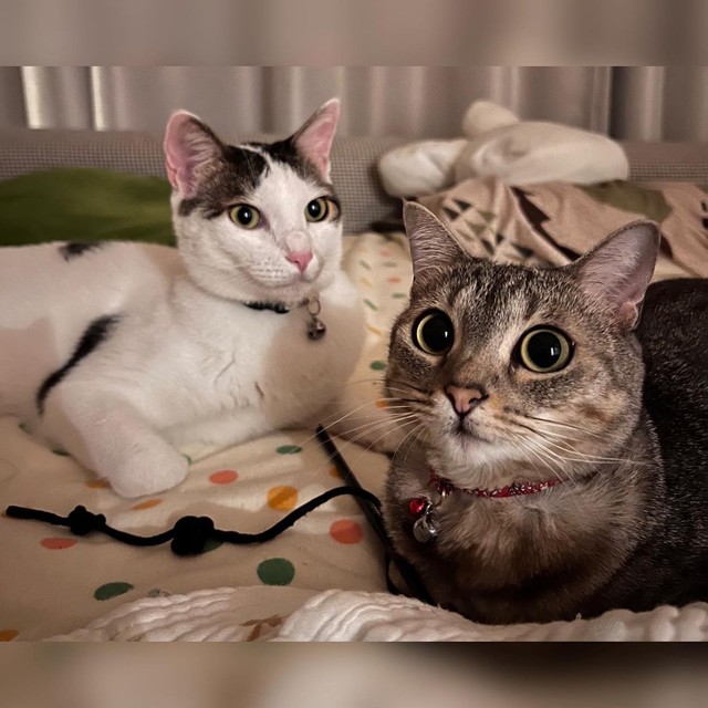 可愛い以外の言葉が見当たらない