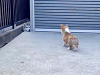 ふと顔をあげた楼亜くん。顔をのぞかせる陸くんを見つめます（画像提供：レナままさん）