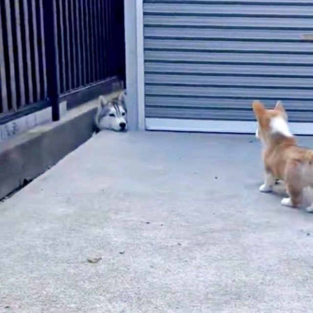 ふと顔をあげた楼亜くん。顔をのぞかせる陸くんを見つめます（画像提供：レナままさん）