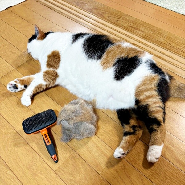 換毛期いつ終わるの？」三毛猫から驚きの毛玉 飼い主も戸惑う量