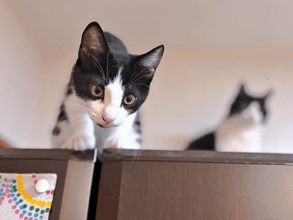 元気いっぱいに成長中のこはるちゃん（画像提供：T&A&Fさん）