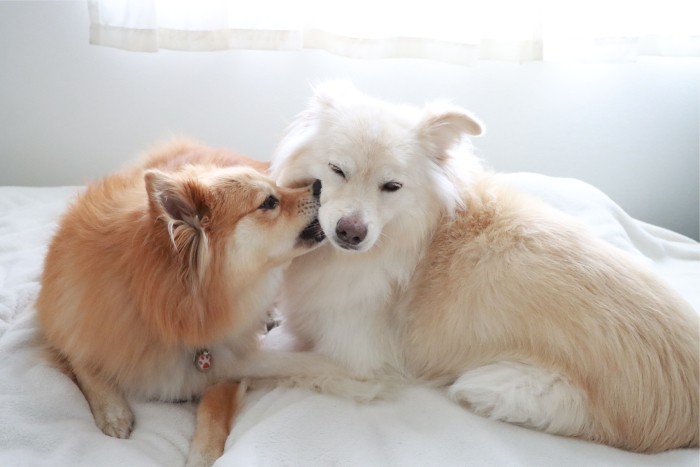 隙きあらば大吉にちょっかいを出す