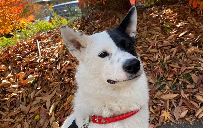 顔の模様が個性的で、ディズニー映画『101匹わんちゃん』に出てくる、髪の毛が白と黒半々の悪女「クルエラ」のよう（稲垣さん提供）