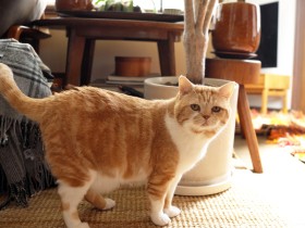 繁殖猫から“猫神様”へ　スコティッシュフォールドのこまおを迎えて幸せに気づけた